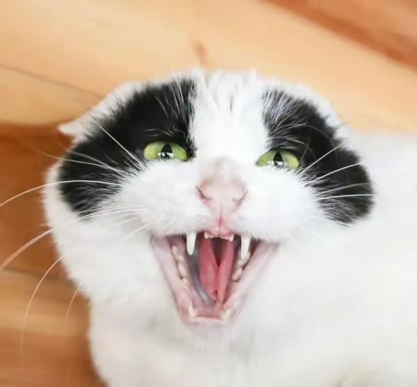 大阿寶：“斜槓青年”歡樂多