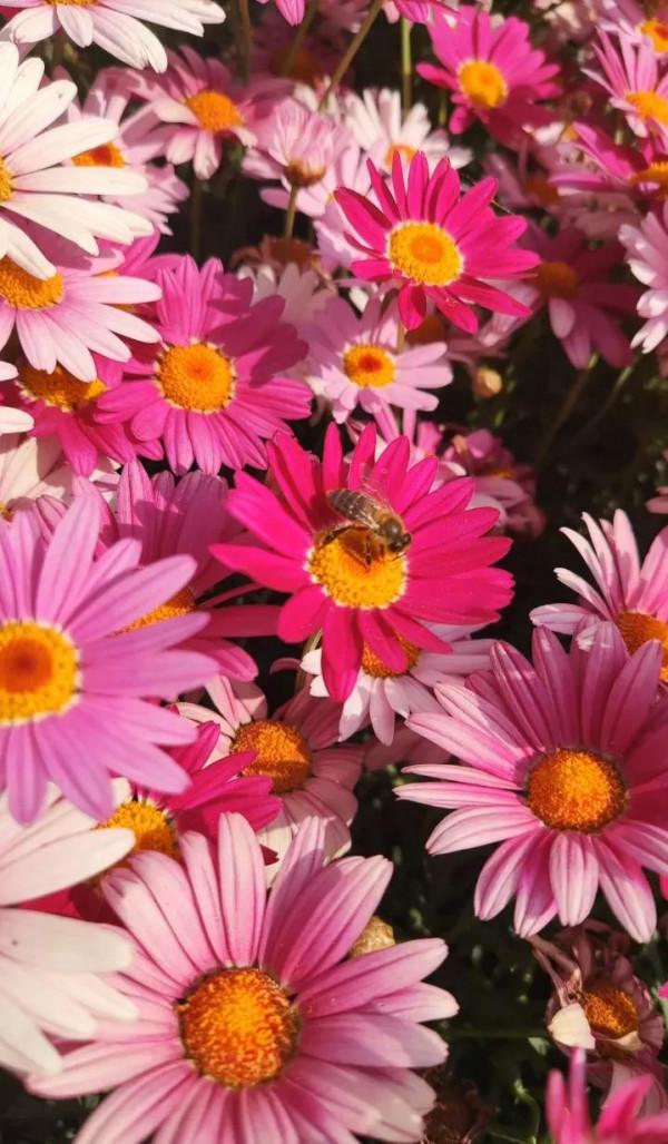 四季的花~ 四季的花~