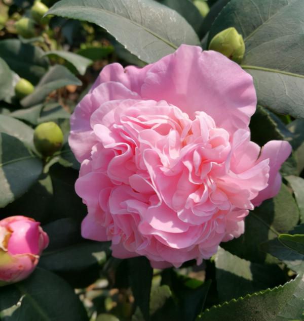 茶花中的“香妃”,現在做好這幾點,入冬就能開滿花,花大香味足 茶花中的“香妃”,現在做好這幾點,入冬就能開滿花,花大香味足