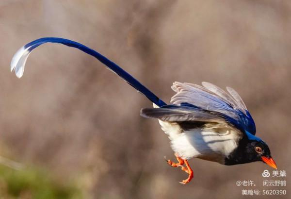 不為雞犬是戰狼，但看紅嘴藍鴉鵲