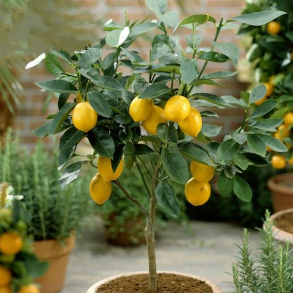 3種“養人樹”，漂亮有香味，能吃能觀賞，建議至少養一種