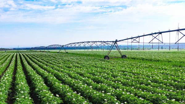 組圖 | 六盤山下好風光——夏日田園美景如畫 組圖 | 六盤山下好風光——夏日田園美景如畫
