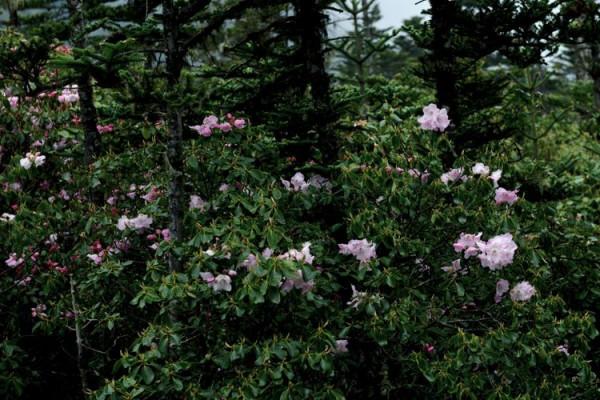 杜鵑花綻放，等你邀約