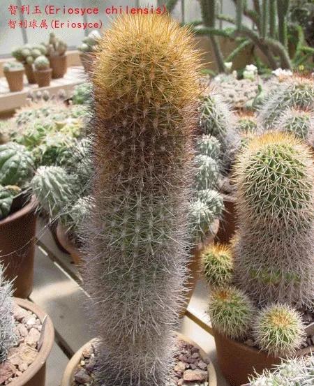 仙人球類科普之智利球屬（一）