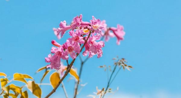 人間四月天，在坪山眼見皆美好