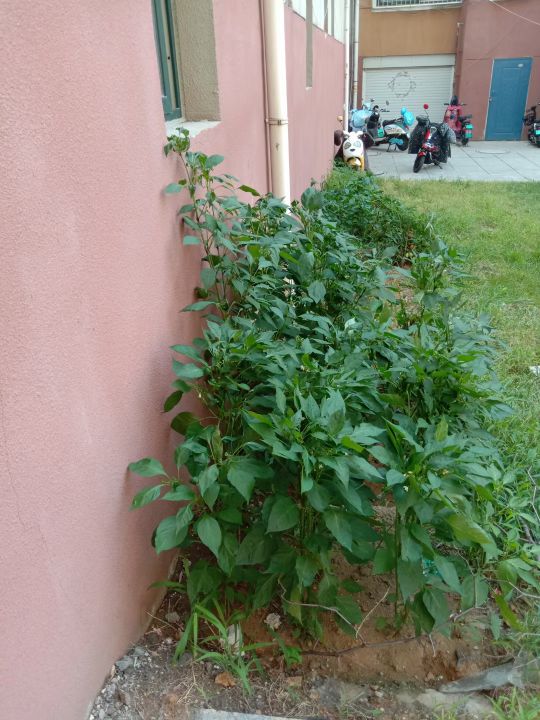 自己動手,豐衣足食,在家裡和車庫前面種的辣椒能自給自足啦 自己動手,豐衣足食,在家裡和車庫前面種的辣椒能自給自足啦