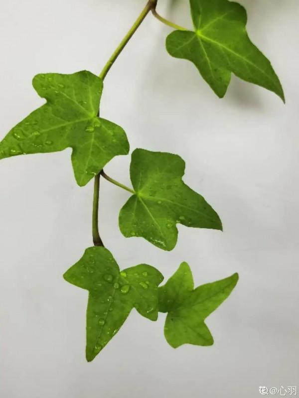 6種花特耐陰，光照不好也能養好，適合北陽臺