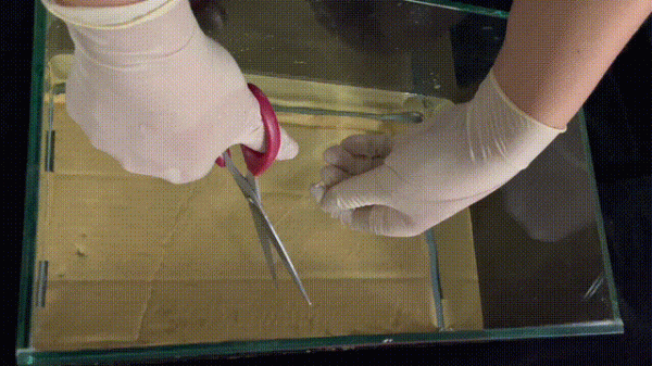 給剪刀加個buff,輕輕鬆鬆讓玻璃破防~| 正經玩 給剪刀加個buff,輕輕鬆鬆讓玻璃破防~| 正經玩