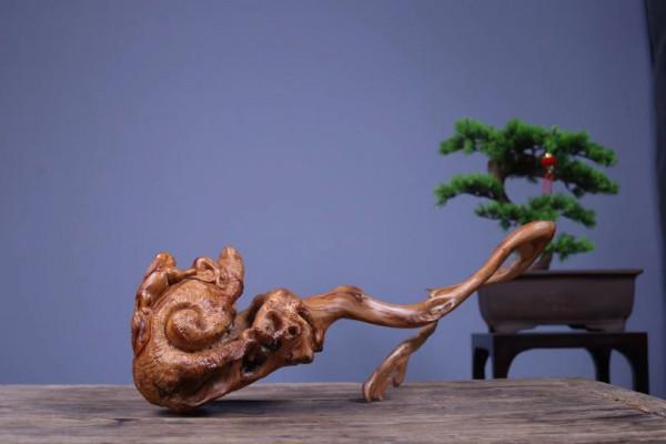 枯木一截，如降龍盤亙！這大自然，造化太神奇了