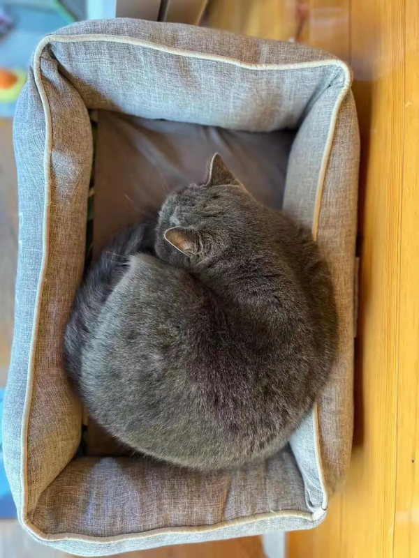 《論“肚腩”對小貓咪的重要性》