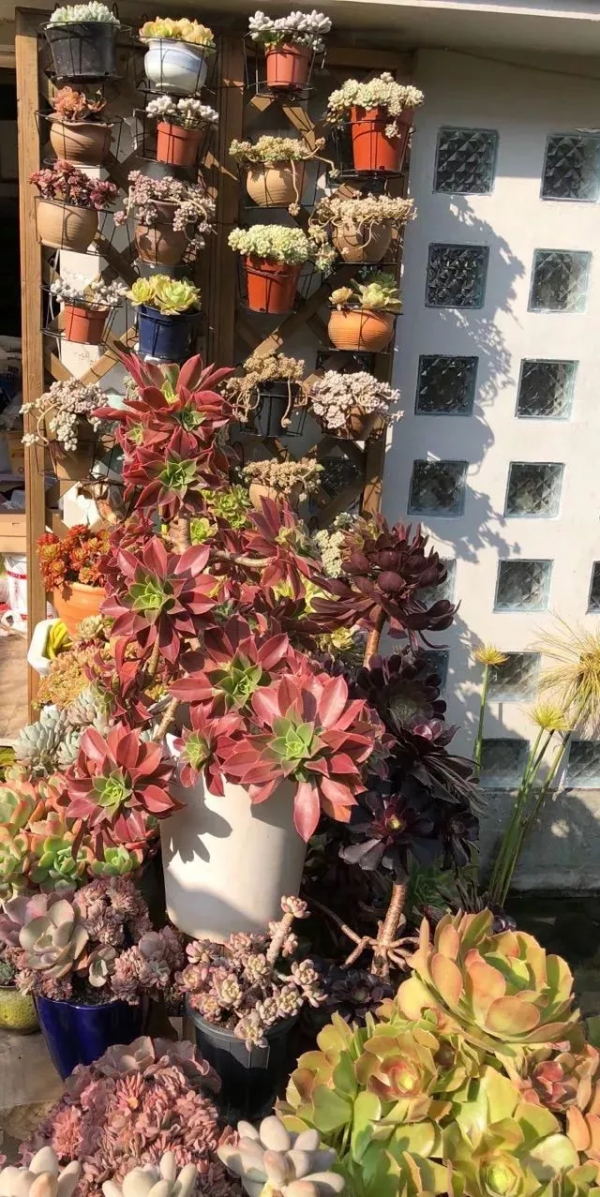 4年時間，靠一腔熱誠打造多肉花園