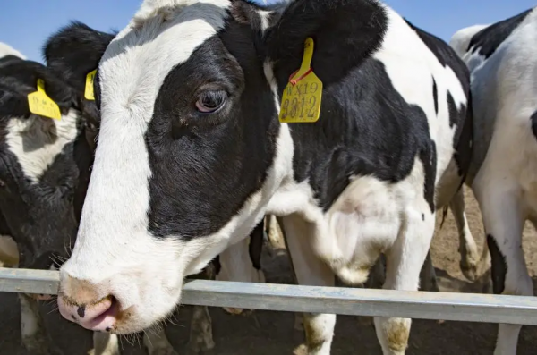 “0蔗糖”賽道黑馬,躺贏的機會來了 “0蔗糖”賽道黑馬,躺贏的機會來了