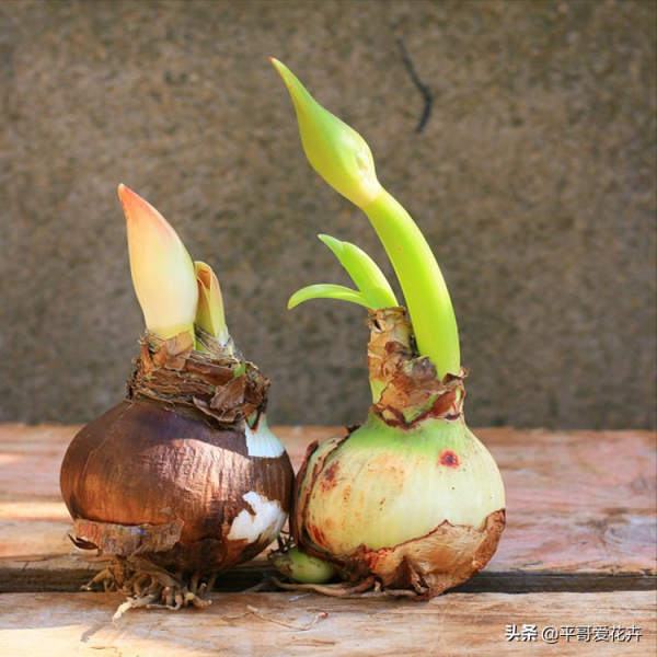 網購需謹慎，元旦將近，花販子常見的3種“套路”，您中招了嗎