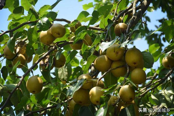 山村滿樹梨子讓人摘不要一分錢,村民稱摘得越多越高興,怎麼回事 山村滿樹梨子讓人摘不要一分錢,村民稱摘得越多越高興,怎麼回事