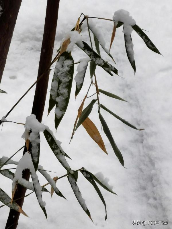 難覽觀園全畫景 雪覆臘梅一隅香&mdash;&mdash;踏雪尋遊北京大觀園