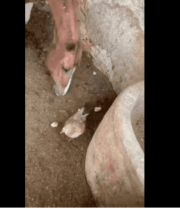 25張活久未見的照片,大白鯊被魚卡住喉嚨,馬吃小雞被雞媽媽發現 25張活久未見的照片,大白鯊被魚卡住喉嚨,馬吃小雞被雞媽媽發現