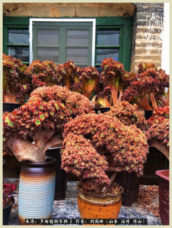 秋季多肉，你是王者歸來嗎？（附秋季養護知識）