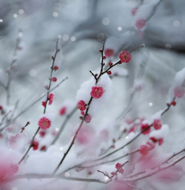 庭院越冬指南 庭院越冬指南