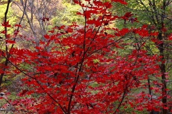遼寧清原筐子溝楓葉正紅