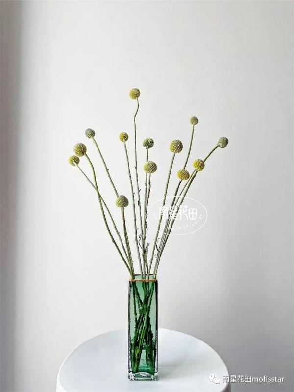 黃金球 · 萌系小鼓槌