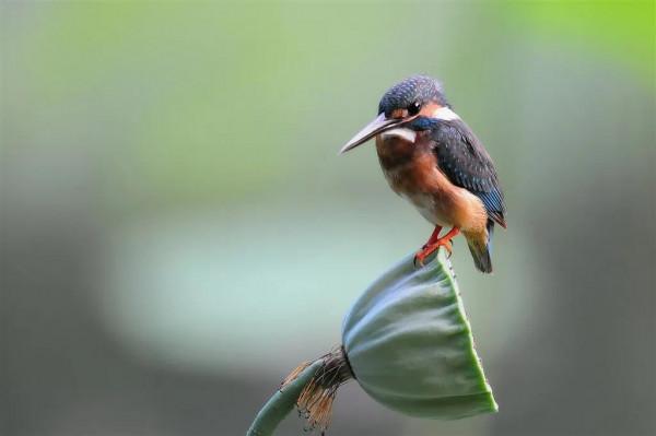 分享圖片：精美絕倫的鳥兒。顏色鮮豔，姿態優美，太招人喜歡了