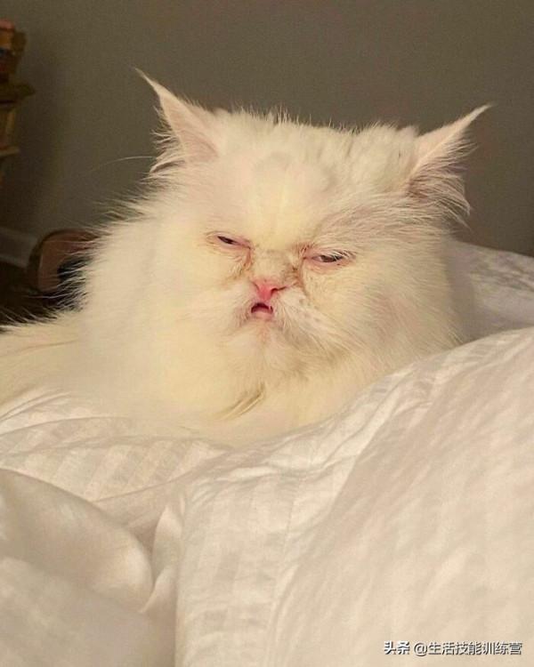 超治癒，50張可愛的寵物抓拍照片