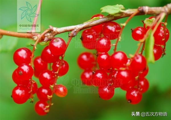 10種東北小“野”果，是不是你的童年回憶？