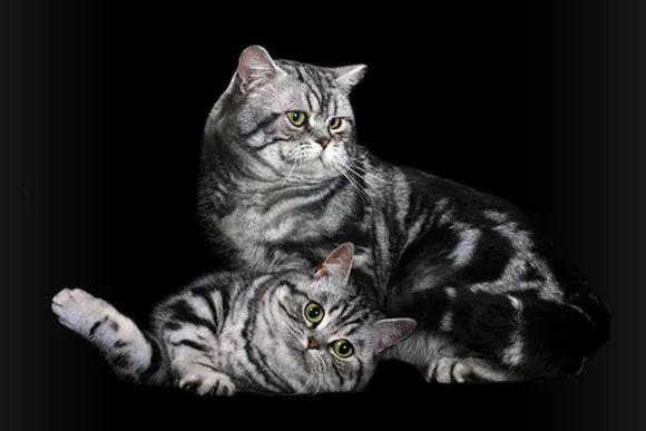 美國短毛貓丨銀虎斑