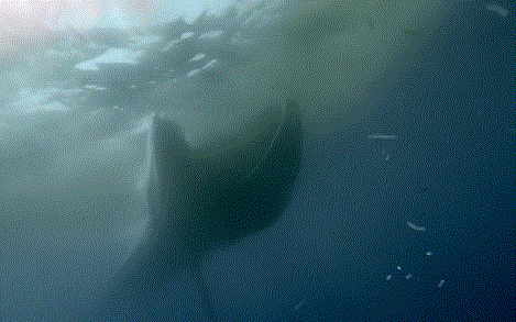 地球上最大動物……