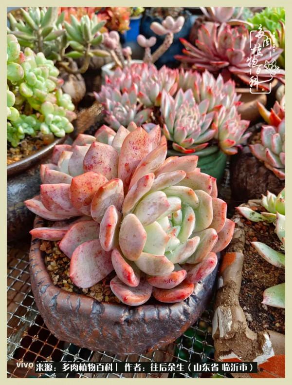 北方有多肉,絕世而獨立!一顧傾人城,再顧傾人國 北方有多肉,絕世而獨立!一顧傾人城,再顧傾人國