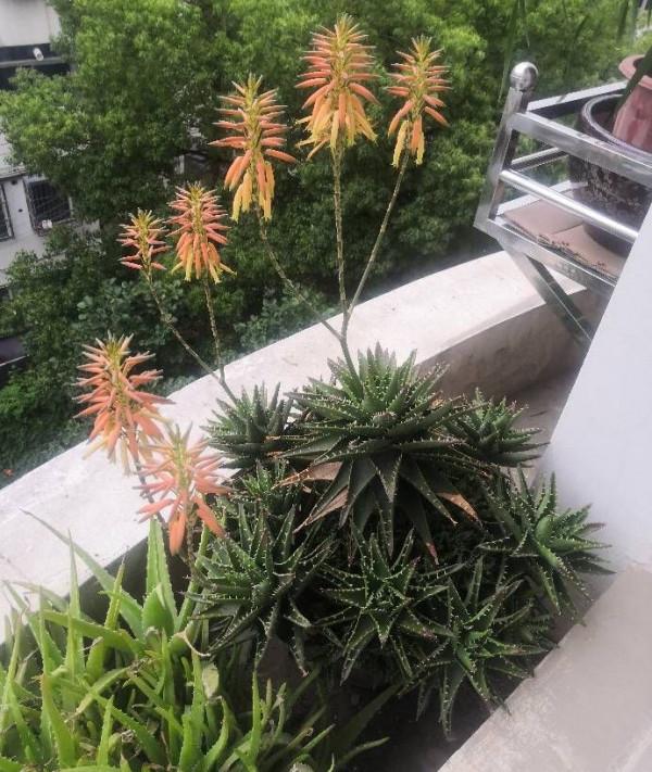 養好蘆薈,只用做好2點,小崽多擠滿盆,葉子又大又肥 養好蘆薈,只用做好2點,小崽多擠滿盆,葉子又大又肥