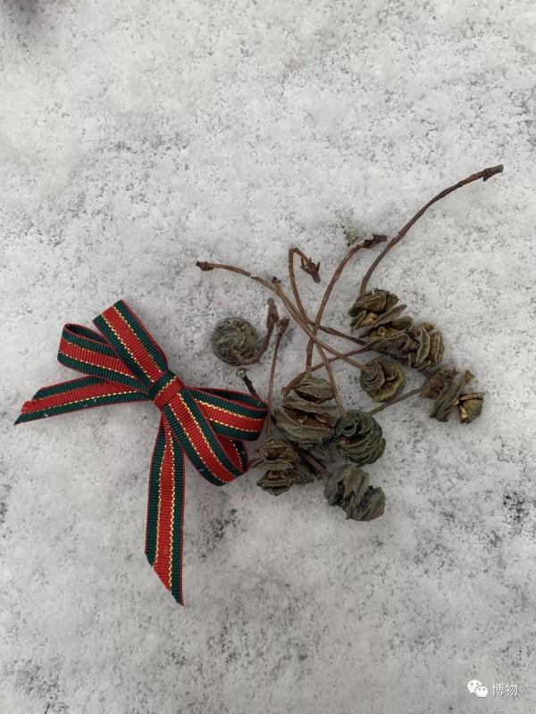 教你做純天然,不花錢的聖誕花環 教你做純天然,不花錢的聖誕花環