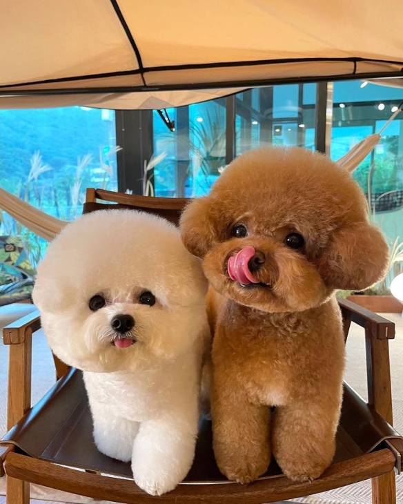 做什麼都一起的貴賓與比熊：兩團棉花糖的激萌日常