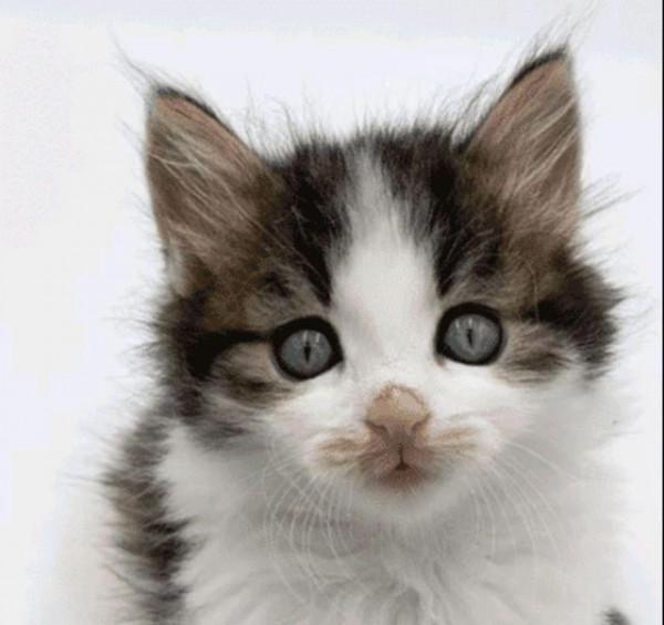 4只小貓失去媽媽“大哭”,狗狗見狀主動當媽,一家5口可溫暖了 4只小貓失去媽媽“大哭”,狗狗見狀主動當媽,一家5口可溫暖了