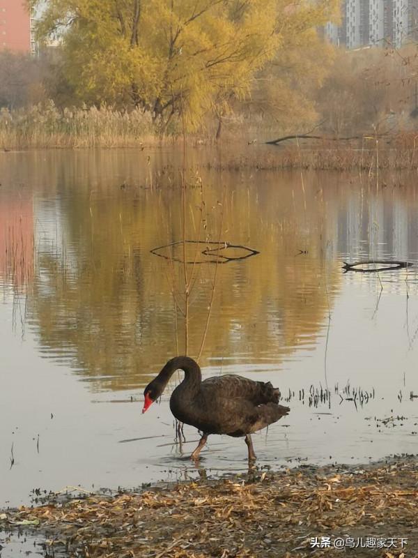 冬日天壇湖引來珍貴黑天鵝 冬日天壇湖引來珍貴黑天鵝