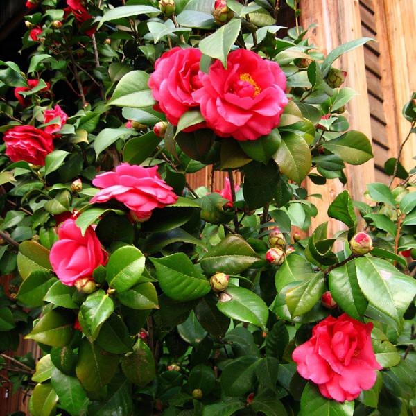 公認的12種吉祥花，適合10月養，一帆風順，紅紅火火，又美又實用