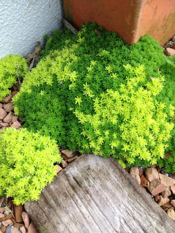 7種最好用的地被植物：豐富花境花園色彩，控制雜草