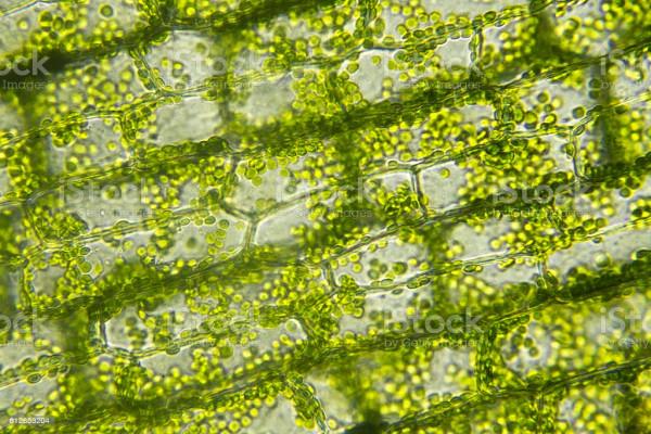 如果把所有沙漠都變成森林會怎樣？科學家：代價恐怕難以承受