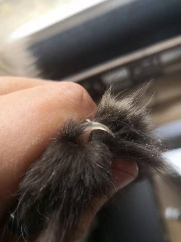 縱然養貓千百種，不養大橘空遺憾 2、和大橘的吻頸之交