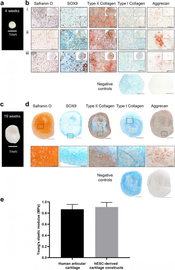 科學家發明從幹細胞生成人類軟骨組織的新方法