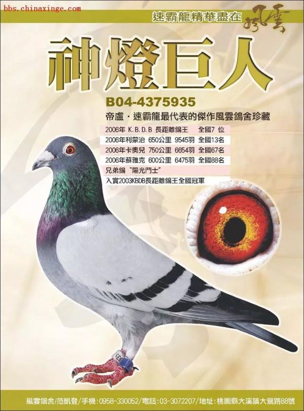 鴿王多數都是雜交鴿