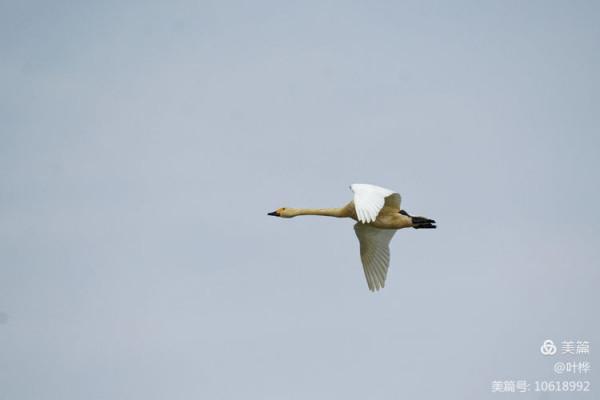龍感湖的小天鵝 圖文/葉 樺