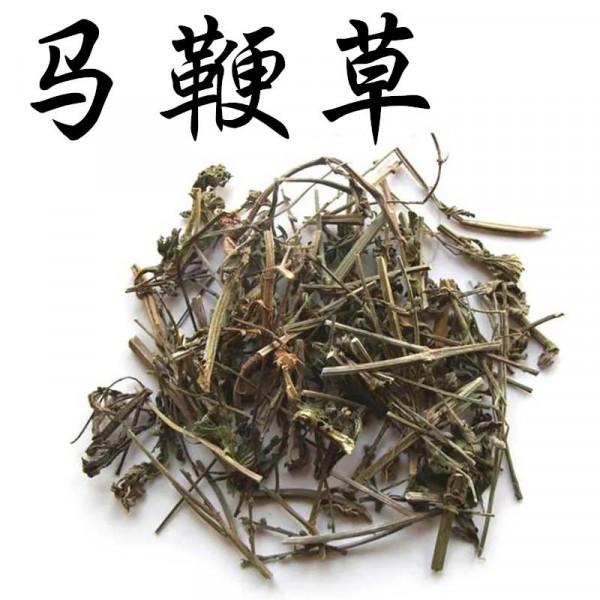 中藥古今研究：馬鞭草