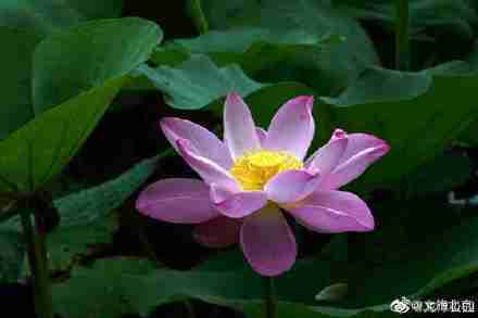 龍潭公園裡夏荷花開正盛