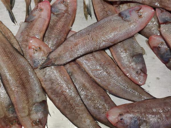 這4種魚平時儘量少吃，或會攜帶甲醛和重金屬，看有你愛吃的嗎？