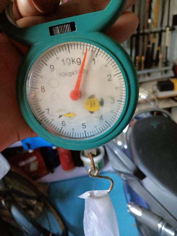 傳統釣第三天，使用逗釣600克大黃金鯽成功入護