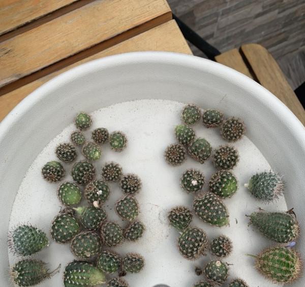 4種耐旱小盆栽,秋季天涼剛好繁殖,從少變多很容易 4種耐旱小盆栽,秋季天涼剛好繁殖,從少變多很容易