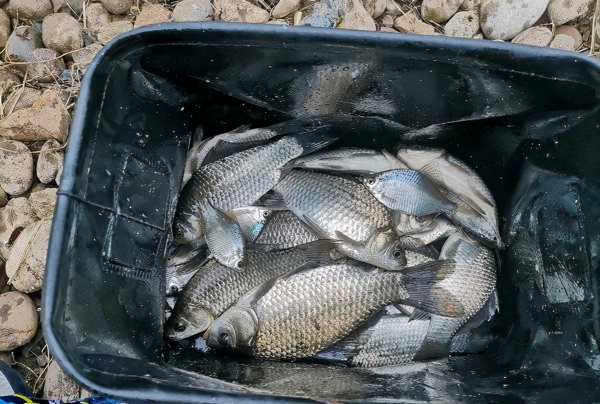 長竿短線釣野河，鯽魚一條接一條