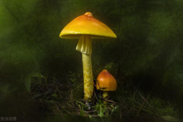 末日求生必備（沒什麼鳥用的知識）之能吃的植物篇1.2版（南方）