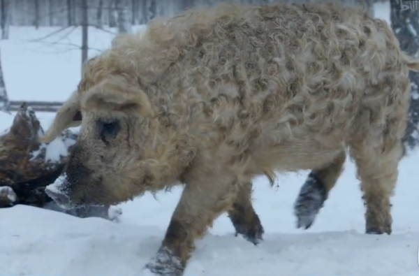 豬不僅聰明,還比獵豹跑得快,法國人發財都得靠豬鼻子 豬不僅聰明,還比獵豹跑得快,法國人發財都得靠豬鼻子